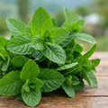 Fresh Mint